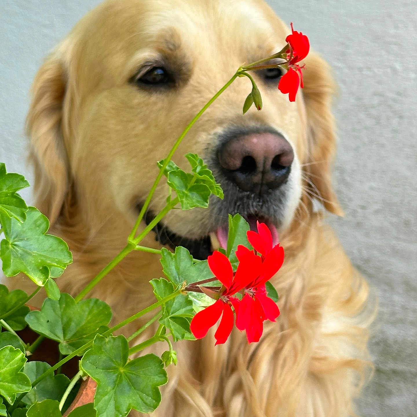 Rubèn a rejoint le concours — aidez-le/la à gagner de superbes lots ! animal, canine, dog, face, flower, flowerarrangement, geranium, goldenretriever, head, herbal, herbs, hound, ikebana, leaf, person, pet, petal, plant, puppy, smelling