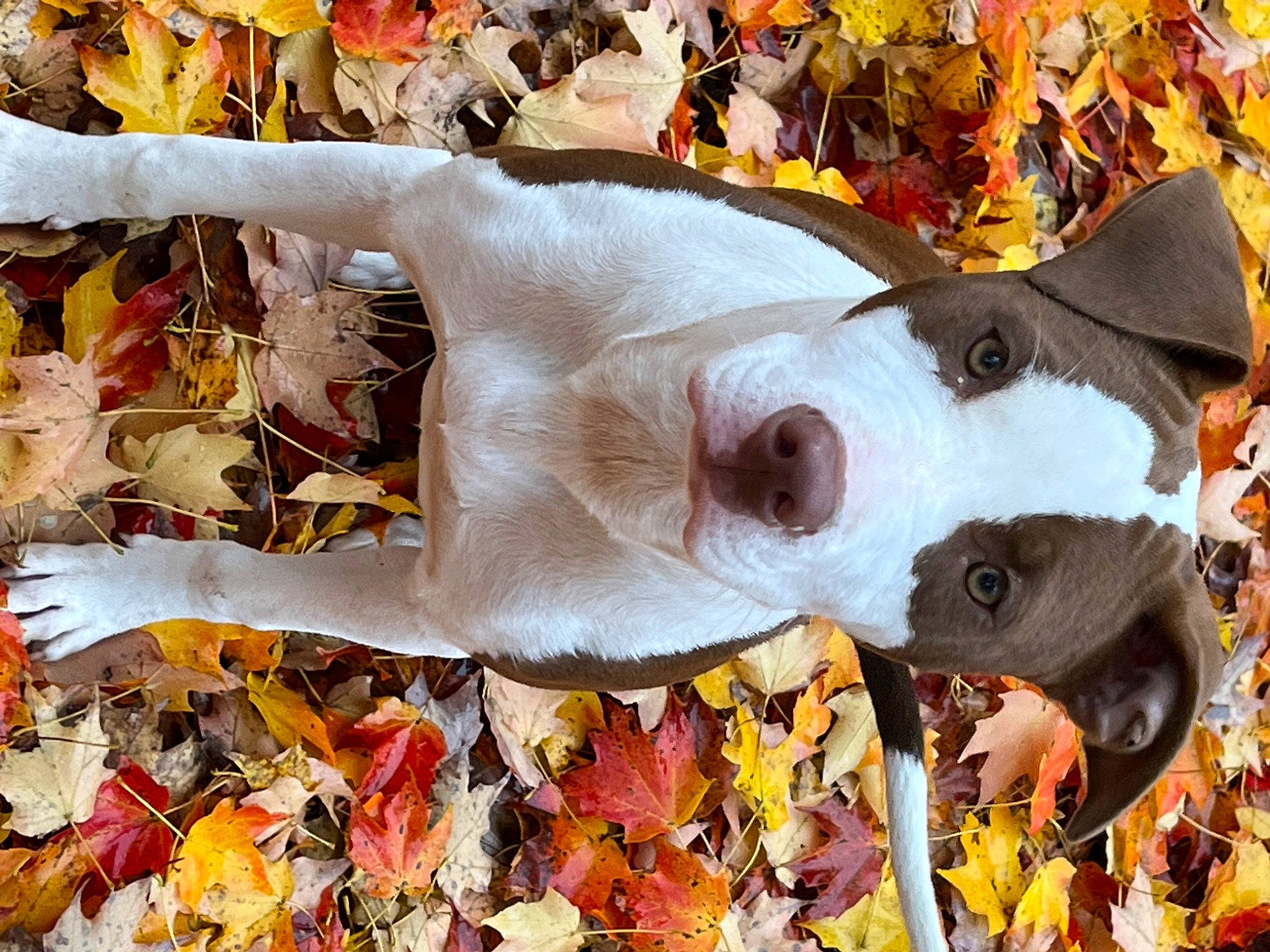 Girly is registered to the contest to win money with this photo: art, autumn, carmine, carnivore, deciduous, dog_breed, fawn, fur, grass, leaf, organism, plant, snout, terrestrial_animal, toy, tree, twig, vertebrate, wood, working_animal