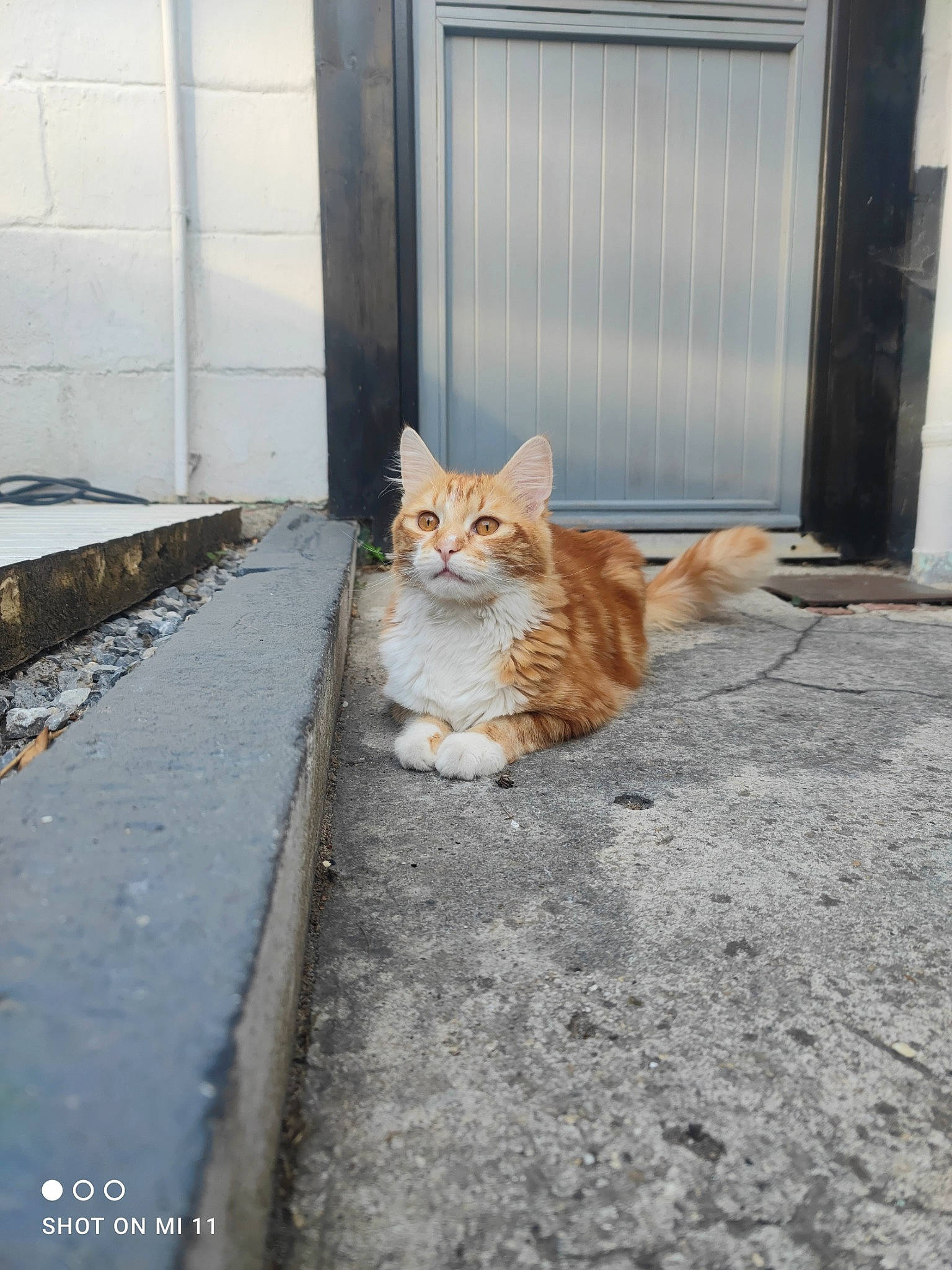 Razmo participe au concours pour gagner de l'argent avec cette photo : asphalt, carnivore, cat, concrete, domestic_short_haired_cat, door, fawn, felidae, floor, flooring, grey, road, road_surface, sidewalk, small_to_medium_sized_cats, snout, tail, wall, whiskers, wood