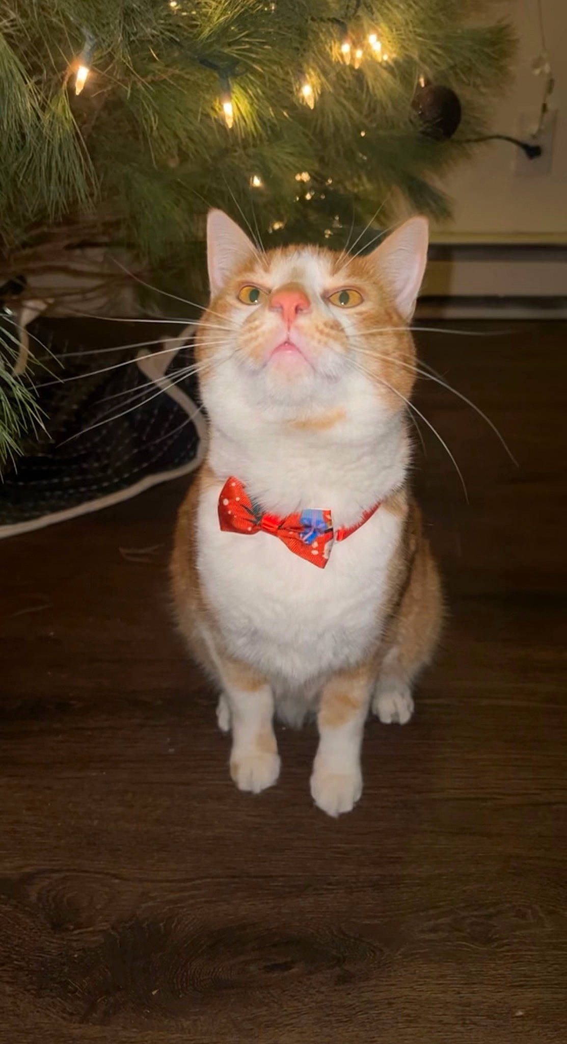 Cinnamon is registered to the contest to win money with this photo: carnivore, cat, christmas, christmas_tree, collar, domestic_short_haired_cat, event, eye, fawn, felidae, fur, grass, holiday, paw, small_to_medium_sized_cats, snout, tail, terrestrial_animal, whiskers, wood