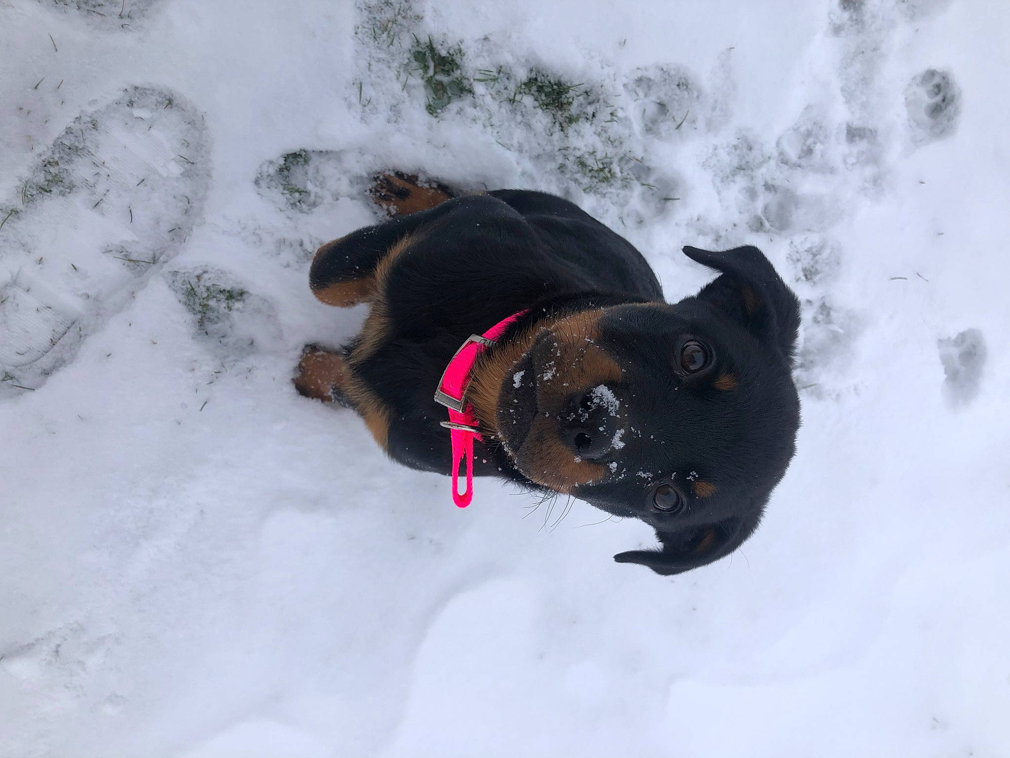 Hazel joined the competition — help win amazing prizes! canidae, carnivore, collar, dog, dog_breed, dog_clothes, dog_collar, dog_supply, fawn, freezing, leash, mammal, pet_supply, snout, snow, sporting_group, tail, vertebrate, winter, working_animal