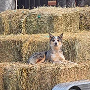 Bailey is registered to the contest to win money with this photo: dog, hay_bales, trailer, farm, animal, outdoor, nature, stack, resting, canine, rural, trees, wood, metal, wheel, calm, alert, brown, gray, fence