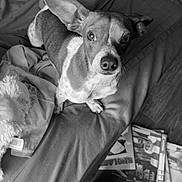 Copper Lane is registered to the contest to win money with this photo: dog, pet, bed, blanket, book, floor, indoor, looking_up, fur, ears, canine, monochrome, black_and_white, cozy, curious, animal, domestic, relaxed, resting, home