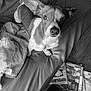 dog, pet, bed, blanket, book, floor, indoor, looking_up, fur, ears, canine, monochrome, black_and_white, cozy, curious, animal, domestic, relaxed, resting, home