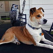 Sputnik is registered to the contest to win money with this photo: