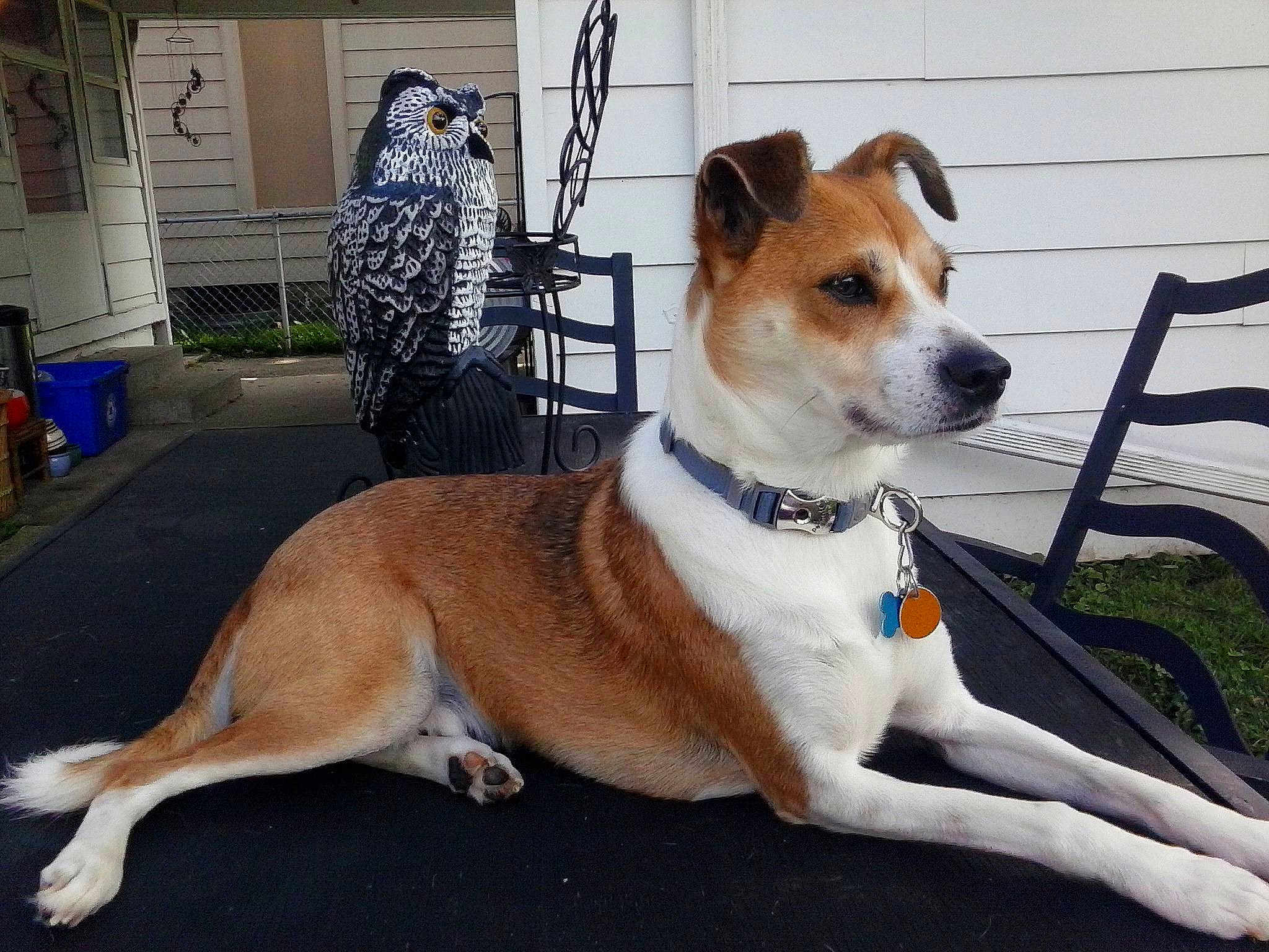 Sputnik is registered to the contest to win money with this photo: