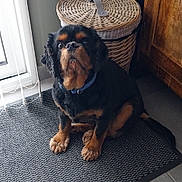 Mathys a rejoint le concours — aidez-le/la à gagner de superbes lots ! dog, pet, indoor, mat, wicker_basket, wooden_cabinet, tile_floor, collar, black_fur, brown_fur, sitting, window, natural_light, floor, quiet, calm, domestic, animal, companion, curious