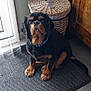 dog, pet, indoor, mat, wicker_basket, wooden_cabinet, tile_floor, collar, black_fur, brown_fur, sitting, window, natural_light, floor, quiet, calm, domestic, animal, companion, curious