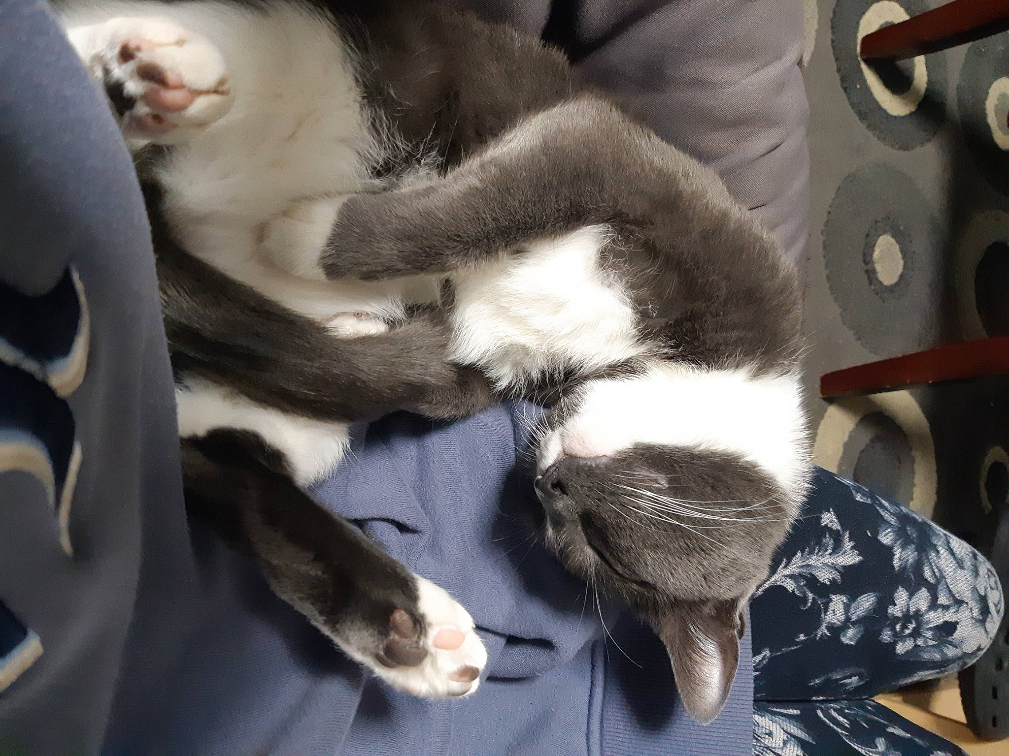 Duke is registered to the contest to win money with this photo: canidae, carnivore, cat, claw, comfort, companion_dog, dog_breed, ear, felidae, fur, gesture, hug, lap, nail, paw, small_to_medium_sized_cats, snout, sporting_group, tail, whiskers