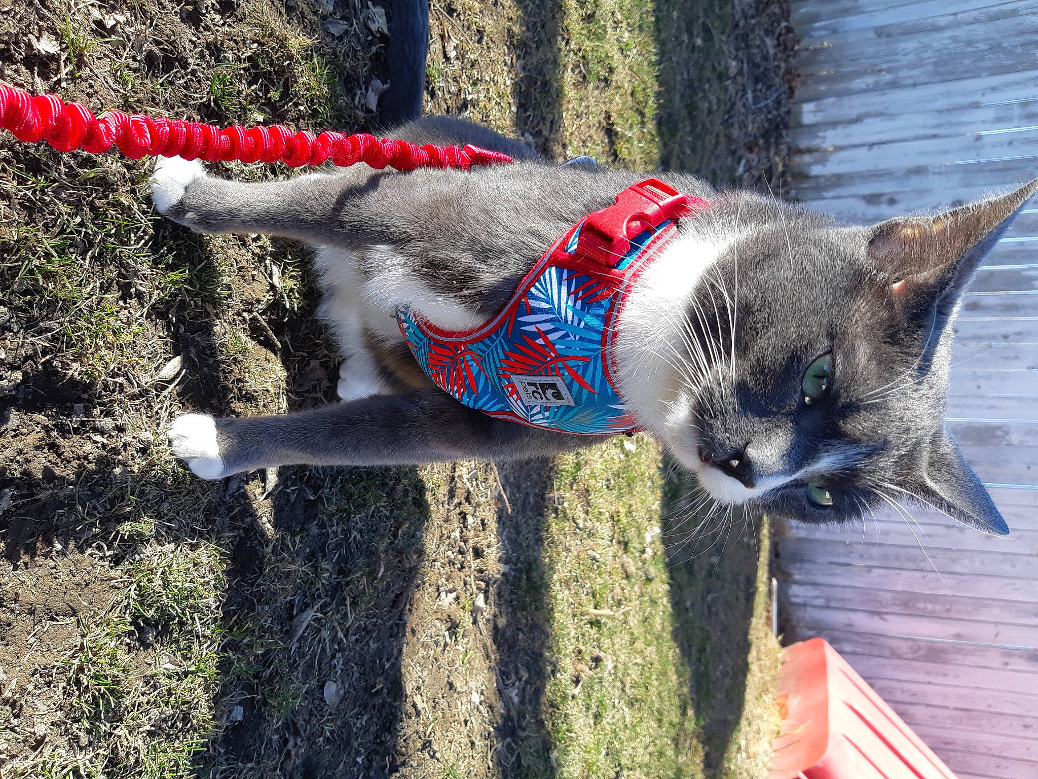 Duke joined the competition — help win amazing prizes! art, carmine, carnivore, cat, coquelicot, domestic_short_haired_cat, electric_blue, felidae, fur, grass, human_leg, lawn_ornament, plant, sculpture, small_to_medium_sized_cats, snout, soil, tail, tree, whiskers