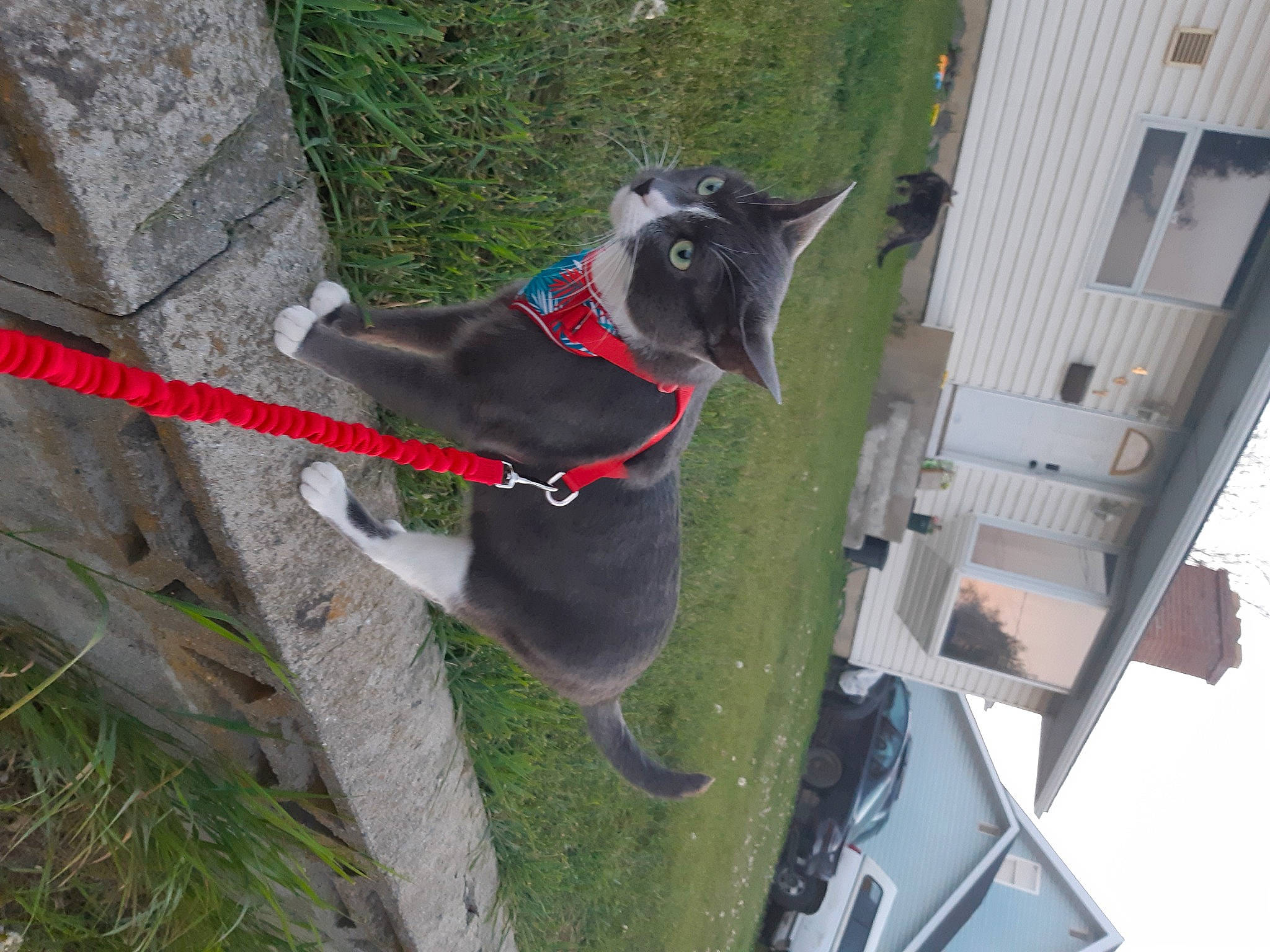 Duke joined the competition — help win amazing prizes! building, canidae, carnivore, collar, companion_dog, dog, dog_breed, dog_collar, dog_supply, fawn, non_sporting_group, pet_supply, plant, snout, sporting_group, tail, tree, wood, working_animal