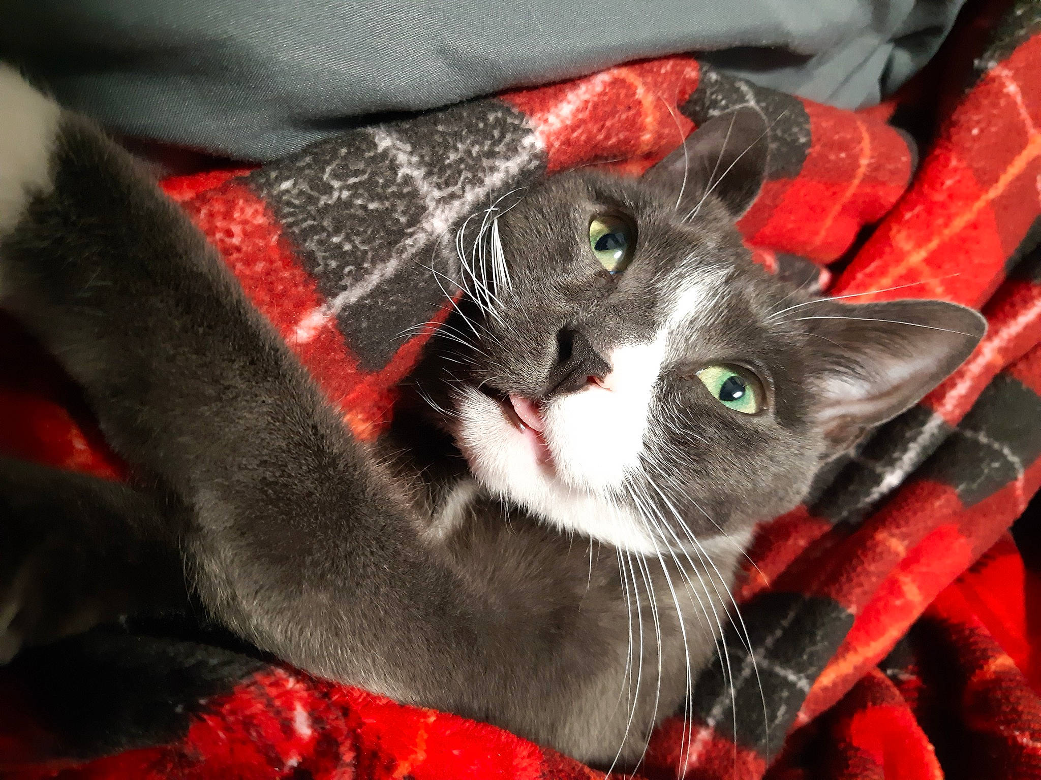 Duke is registered to the contest to win money with this photo: black_cat, carmine, carnivore, cat, cat_supply, cat_toy, claw, collar, domestic_short_haired_cat, felidae, fur, paw, small_to_medium_sized_cats, snout, tail, whiskers, window