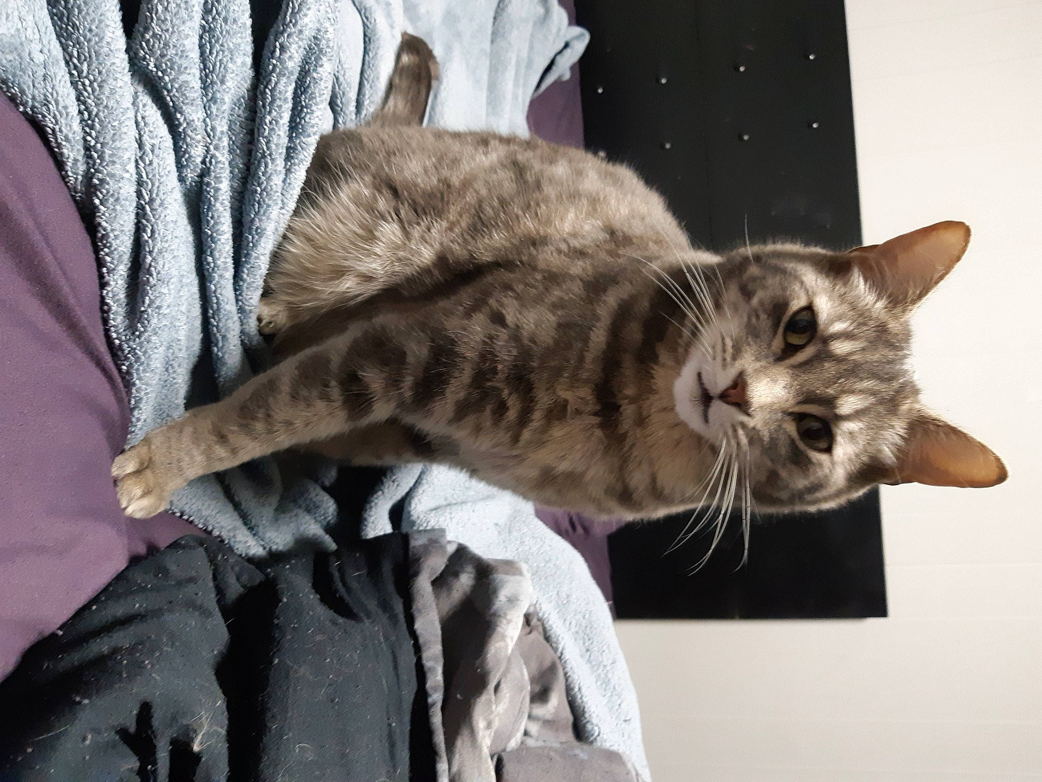 Bob joined the competition — help win amazing prizes! carnivore, cat, claw, comfort, domestic_short_haired_cat, felidae, fur, grey, linens, paw, small_to_medium_sized_cats, snout, tail, terrestrial_animal, whiskers