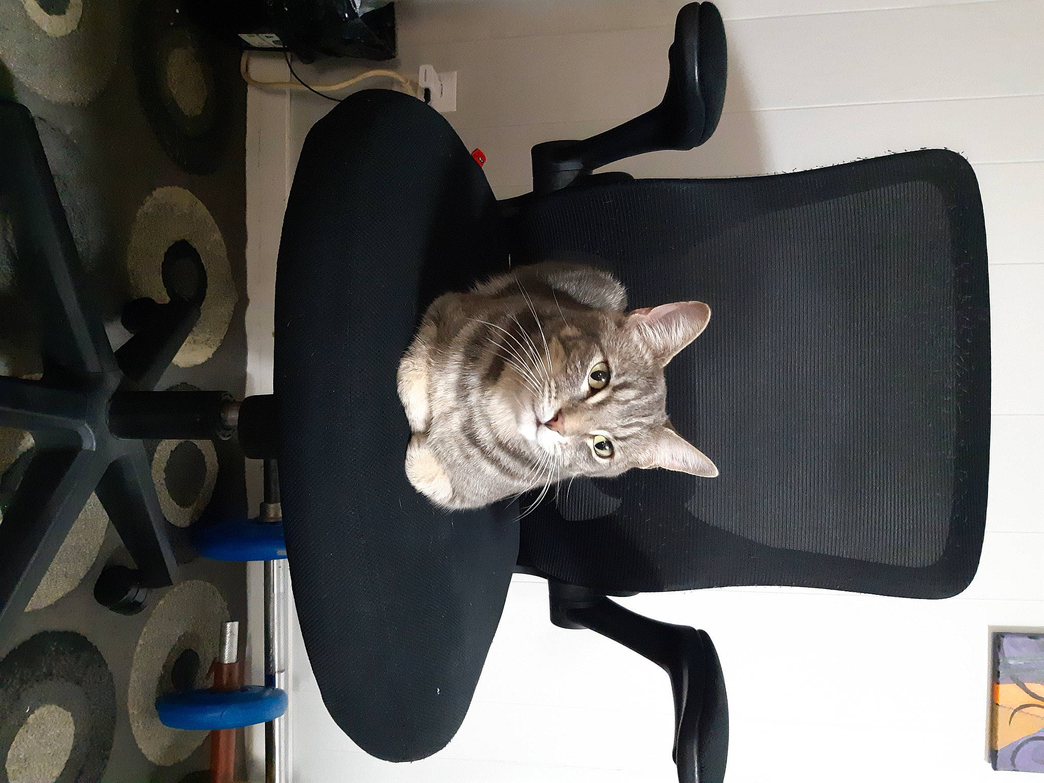 Bob is registered to the contest to win money with this photo: auto_part, automotive_tire, automotive_wheel_system, carnivore, cat, comfort, domestic_short_haired_cat, electric_blue, felidae, fur, grey, metal, rim, russian_blue, small_to_medium_sized_cats, tail, tire_care, tread, wheel, whiskers