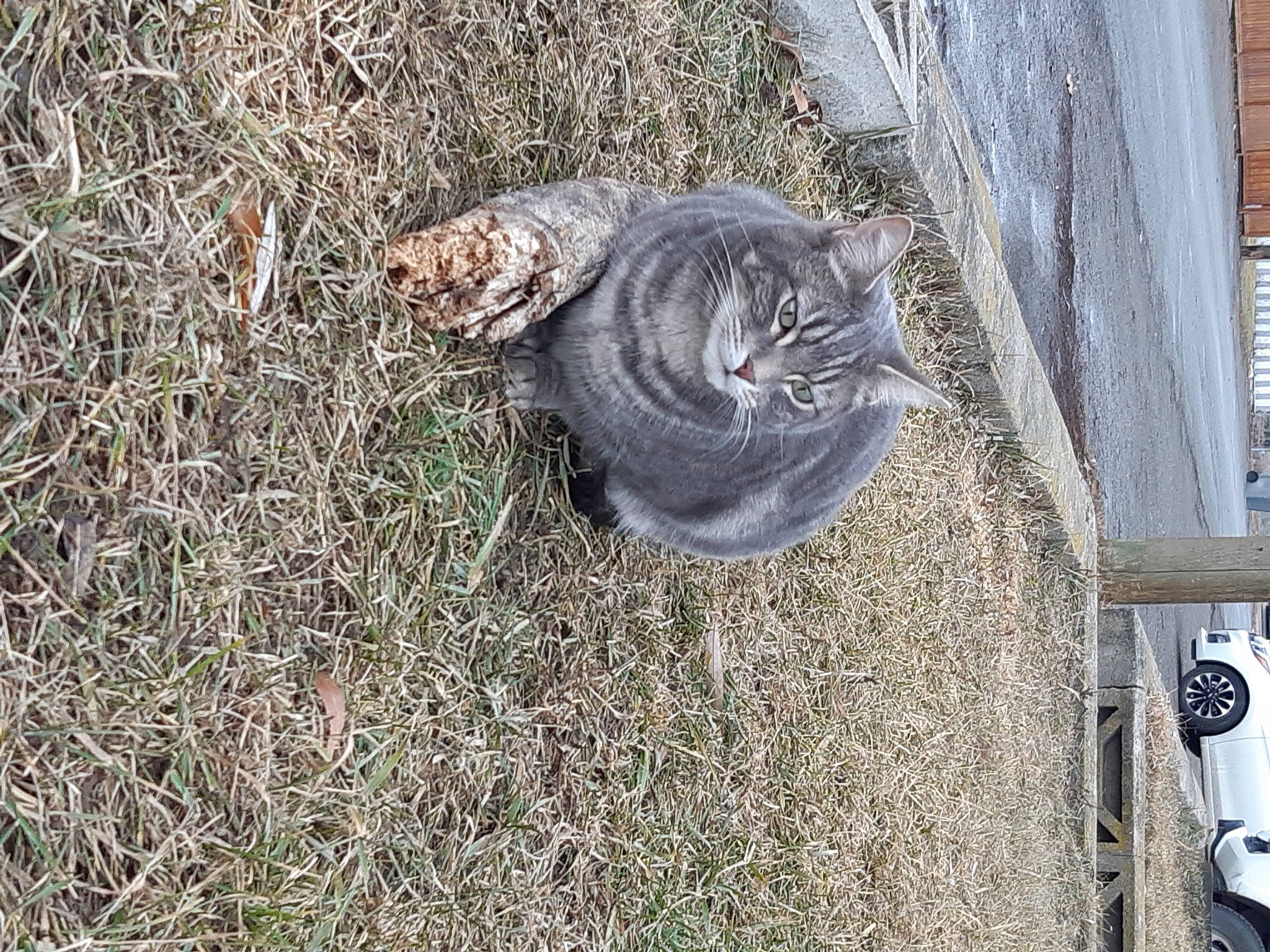 Bob is registered to the contest to win money with this photo: automotive_tire, carnivore, cat, domestic_short_haired_cat, felidae, fur, grass, small_to_medium_sized_cats, soil, tail, terrestrial_animal, vehicle, whiskers, wood