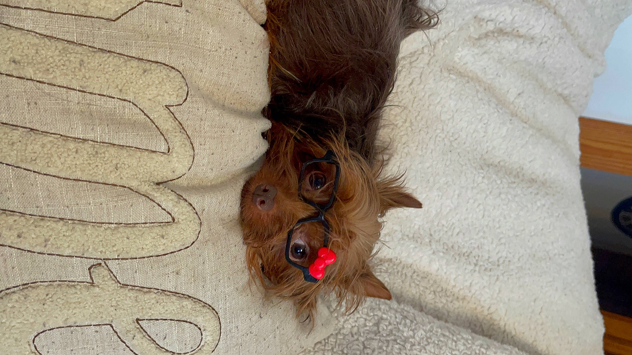 Cammie joined the competition — help win amazing prizes! carmine, fashion_accessory, fawn, feather, flooring, foot, fur, grey, hardwood, liver, moths_and_butterflies, pattern, squirrel, tail, tree, trunk, whiskers, wing, wood, wood_stain