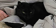 Shadow is registered to the contest to win money with this photo: black_cat, cat, blanket, comfort, cozy, indoor, pet, resting, sleepy, soft, human_hand, bed, warm, fur, relaxation, animal, domestic, quiet, nap, snug