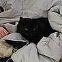 black_cat, cat, blanket, comfort, cozy, indoor, pet, resting, sleepy, soft, human_hand, bed, warm, fur, relaxation, animal, domestic, quiet, nap, snug