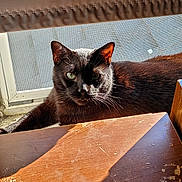 Shadow is registered to the contest to win money with this photo: black_cat, cat, indoor, window, sunlight, shadow, wooden_table, scratches, green_eyes, pet, animal, relaxing, feline, mesh_screen, home, curious, closeup, natural_light, resting, domestic_cat