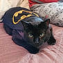 black_cat, cat, batman_cape, bedspread, pink_bedspread, quilted, pet, animal, indoor, feline, whiskers, ears, person, pajamas, striped_shirt, casual, relaxing, alert, close_up, home