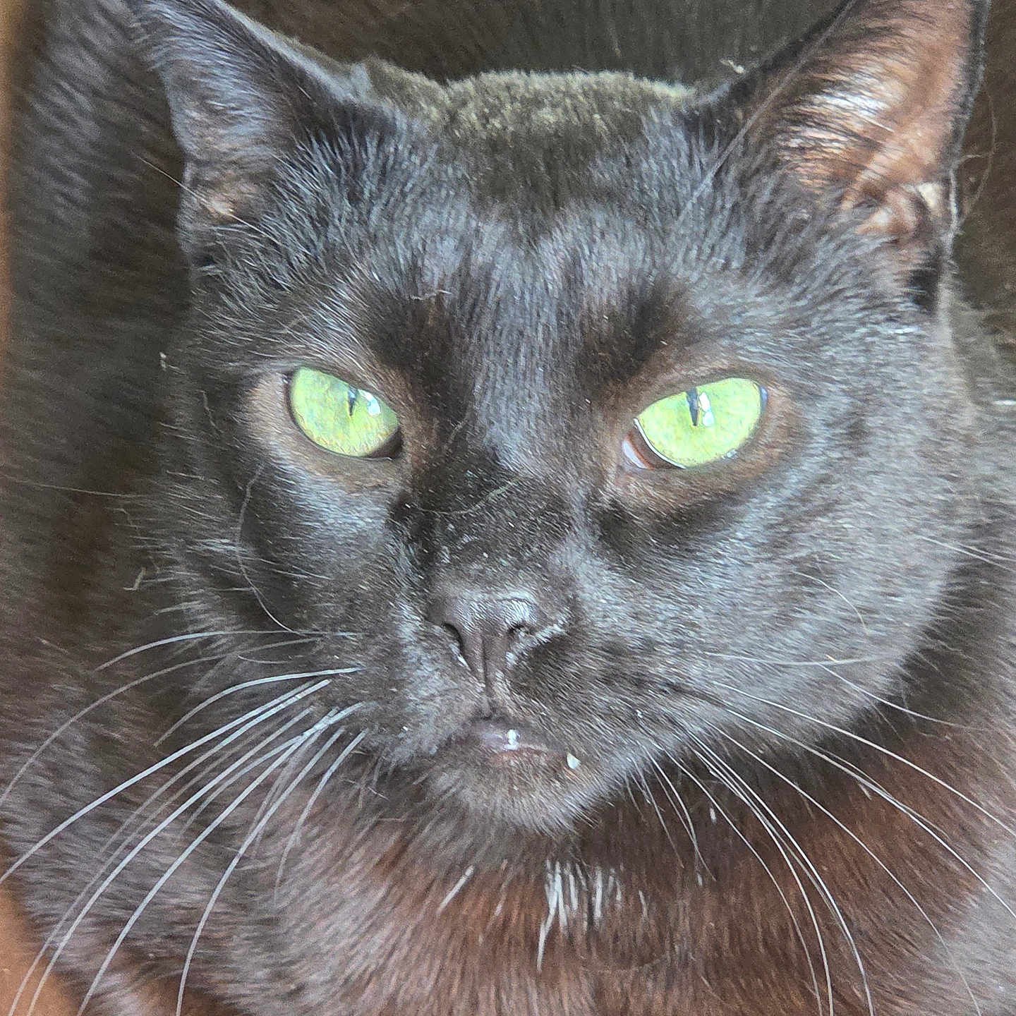 Shadow joined the competition — help win amazing prizes! animal, black_cat, brown_background, cat, close_up, cute, domestic_animal, face, feline, focused, fur, green_eyes, indoor, looking, mammal, pet, portrait, sitting, soft_light, whiskers