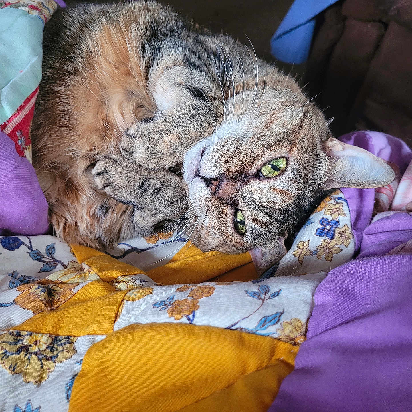 Bella is registered to the contest to win money with this photo: animal, blanket, cat, close_up, colorful, cozy, curled_up, domestic, feline, fur, green_eyes, indoor, patterned, pet, quilt, relaxed, resting, sleepy, soft_light, tabby