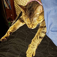 Bella is registered to the contest to win money with this photo: cat, tabby_cat, sleeping, blanket, pillow, quilt, indoor, furniture, cozy, pet, animal, resting, brown, black, fur, collar, relaxation, home, comfort, cushion