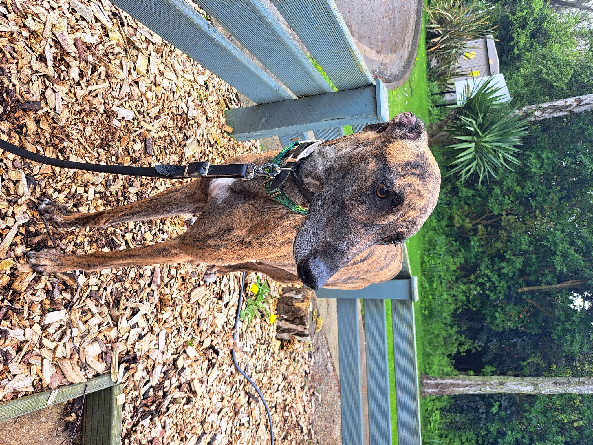 Marty is registered to the contest to win money with this photo: fawn, fence, giraffidae, grass, landscape, pack_animal, palm_tree, plant, snout, soil, terrestrial_animal, tree, trunk, twig, wildlife, wood, working_animal, zoo