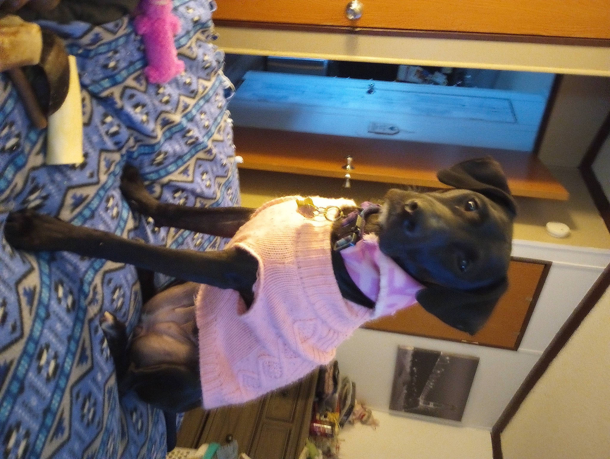 Bellarose is registered to the contest to win money with this photo: audio_equipment, carnivore, companion_dog, display_device, dog, dog_breed, eyewear, fun, fur, guard_dog, hat, machine, personal_protective_equipment, room, selfie, table, wrist