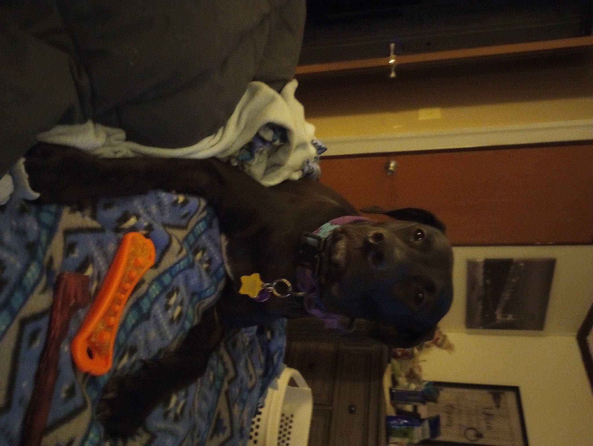 Bellarose joined the competition — help win amazing prizes! art, athletic_shoe, bone, carmine, fur, hat, jaw, machine, military, military_camouflage, military_person, personal_protective_equipment, picture_frame, room, skeleton, skull, snout, space, sporting_group, sportswear