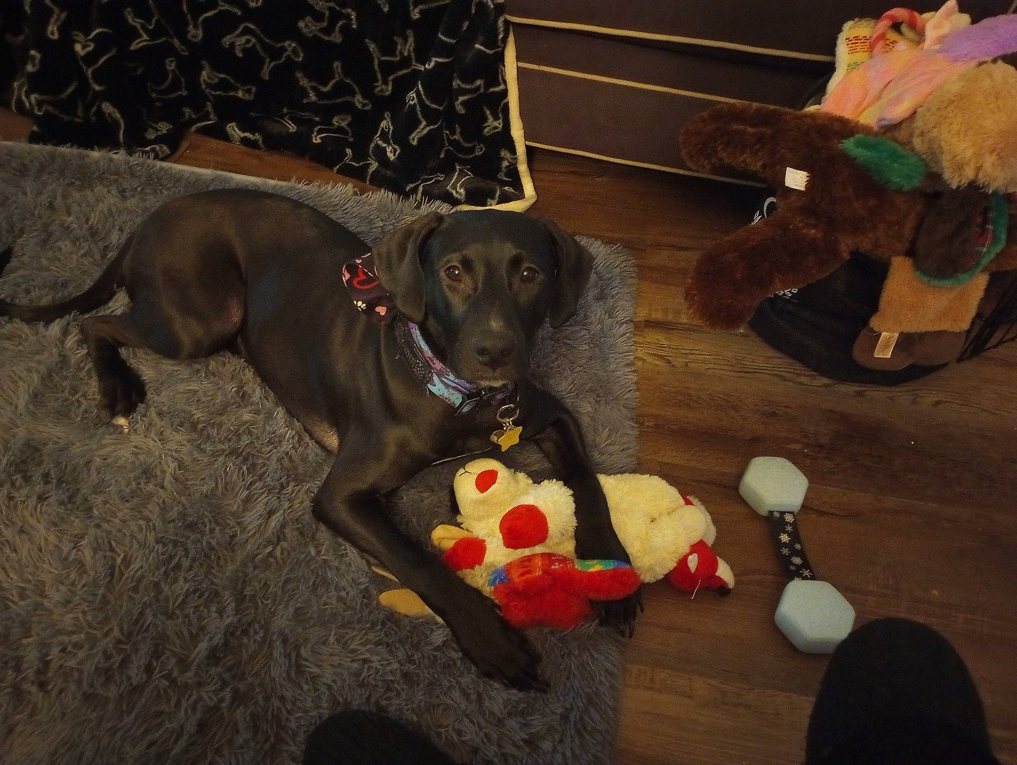 Bellarose is registered to the contest to win money with this photo: borador, carnivore, collar, comfort, companion_dog, dog, dog_breed, dog_collar, dog_supply, event, flooring, guard_dog, gun_dog, hardwood, liver, pet_supply, sporting_group, toy, wood, working_animal