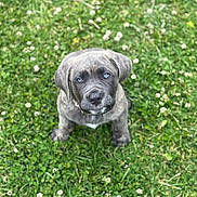 Judge is registered to the contest to win money with this photo: adorable, animal, background_blur, blue_eyes, canine, cute, daylight, dog, fur, grass, greenery, mammal, nature, outdoor, pet, playful, puppy, sitting, small, young
