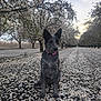 attentive, blossoms, blue_heeler, canine, dawn_light, dog, flower_petals, fur, ground_cover, nature, orchard, outdoors, path, pink_collar, portrait, scenic, sitting, spring, tree_row, upright_ears