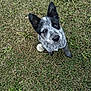animal, black_and_white, blue_heeler, companion, curious, cute, dog, ears, fur, grass, looking_up, outdoors, pet, playful, portrait, puppy, sitting, speckled, tennis_ball, young