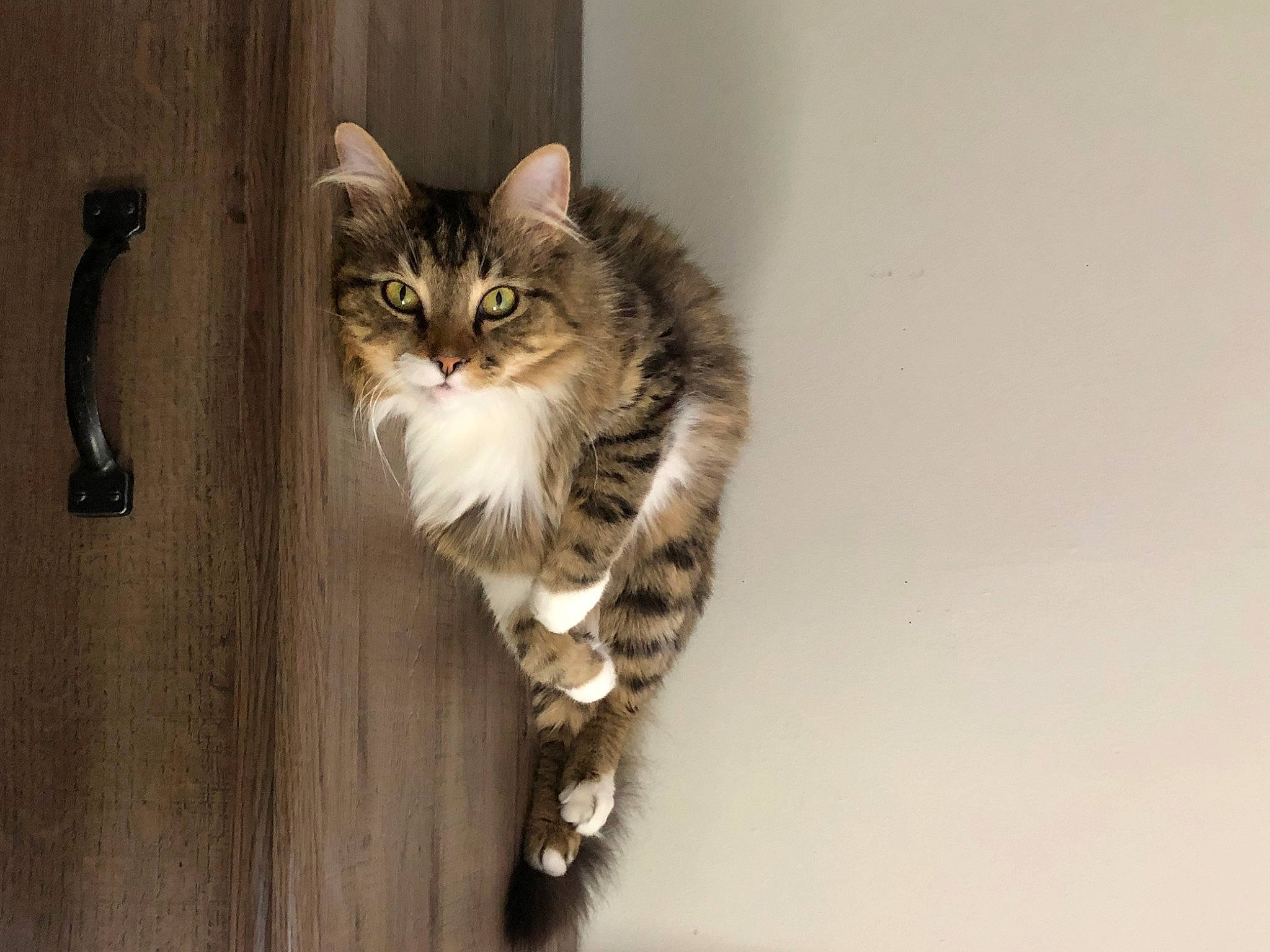 Lewis is registered to the contest to win money with this photo: carnivore, cat, claw, domestic_short_haired_cat, door, felidae, fur, hardwood, maine_coon, paw, small_to_medium_sized_cats, snout, tail, terrestrial_animal, whiskers, wood