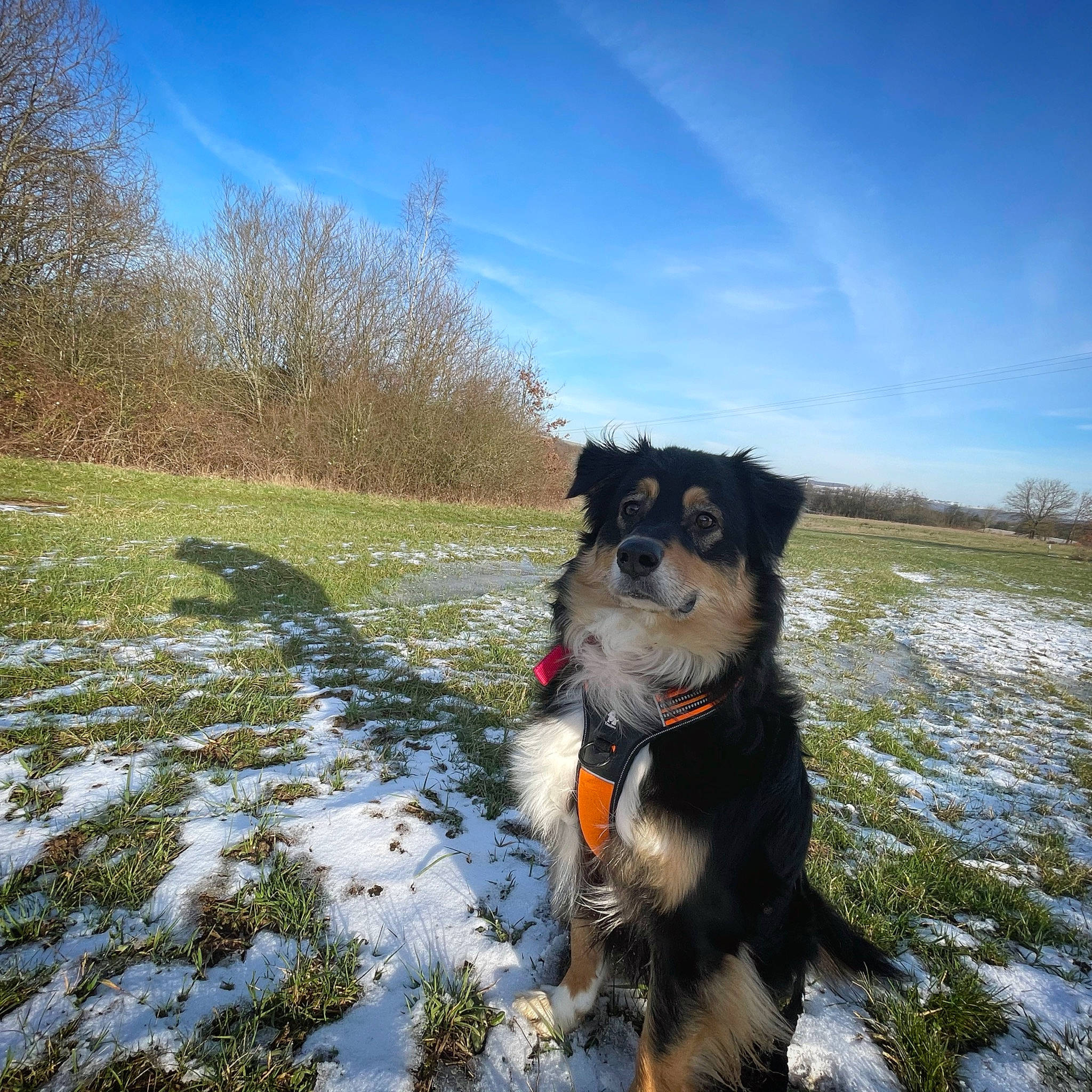 Elio participe au concours pour gagner de l'argent avec cette photo : australian_cattle_dog, carnivore, cloud, collar, companion_dog, dog, dog_breed, dog_collar, freezing, grass, herding_dog, landscape, leash, plant, recreation, sky, snout, snow, winter, working_animal