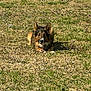 dog, grass, outdoor, animal, pet, canine, nature, sunlight, relaxing, brown, black, fur, ears, car, tire, field, laying, daylight, muzzle, tongue