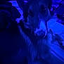 dog, animal, pet, blue_light, indoor, blur, fur, muzzle, ears, face, canine, companion, dark, shadow, resting, bed, blanket, indistinct, portrait, closeup
