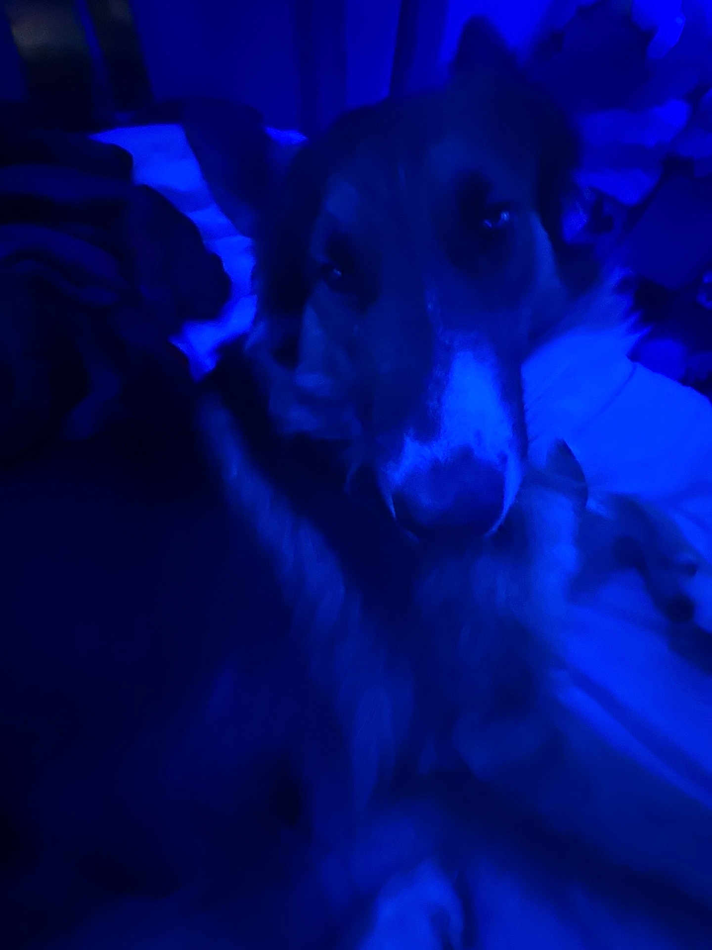 Rex
