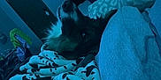 Rex joined the competition — help win amazing prizes! dog, blanket, indoor, cozy, blue_light, furniture, clothing, remote_control, relaxed, pet, home, comfort, fabric, patterned_blanket, resting, casual, living_room, soft_light, animal, sleepy