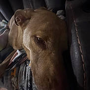 Nova joined the competition — help win amazing prizes! dog, resting, blanket, leather, indoor, sleepy, brown, closeup, pet, canine, comfort, couch, fur, animal, relaxation, home, portrait, snuggle, calm, quiet