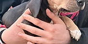 Peaches is registered to the contest to win money with this photo: puppy, dog, pet, animal, cute, young, small, black_fur, tan_fur, person, hands, holding, close_up, outdoor, curious, alert, fingers, claws, sweatshirt, red_design