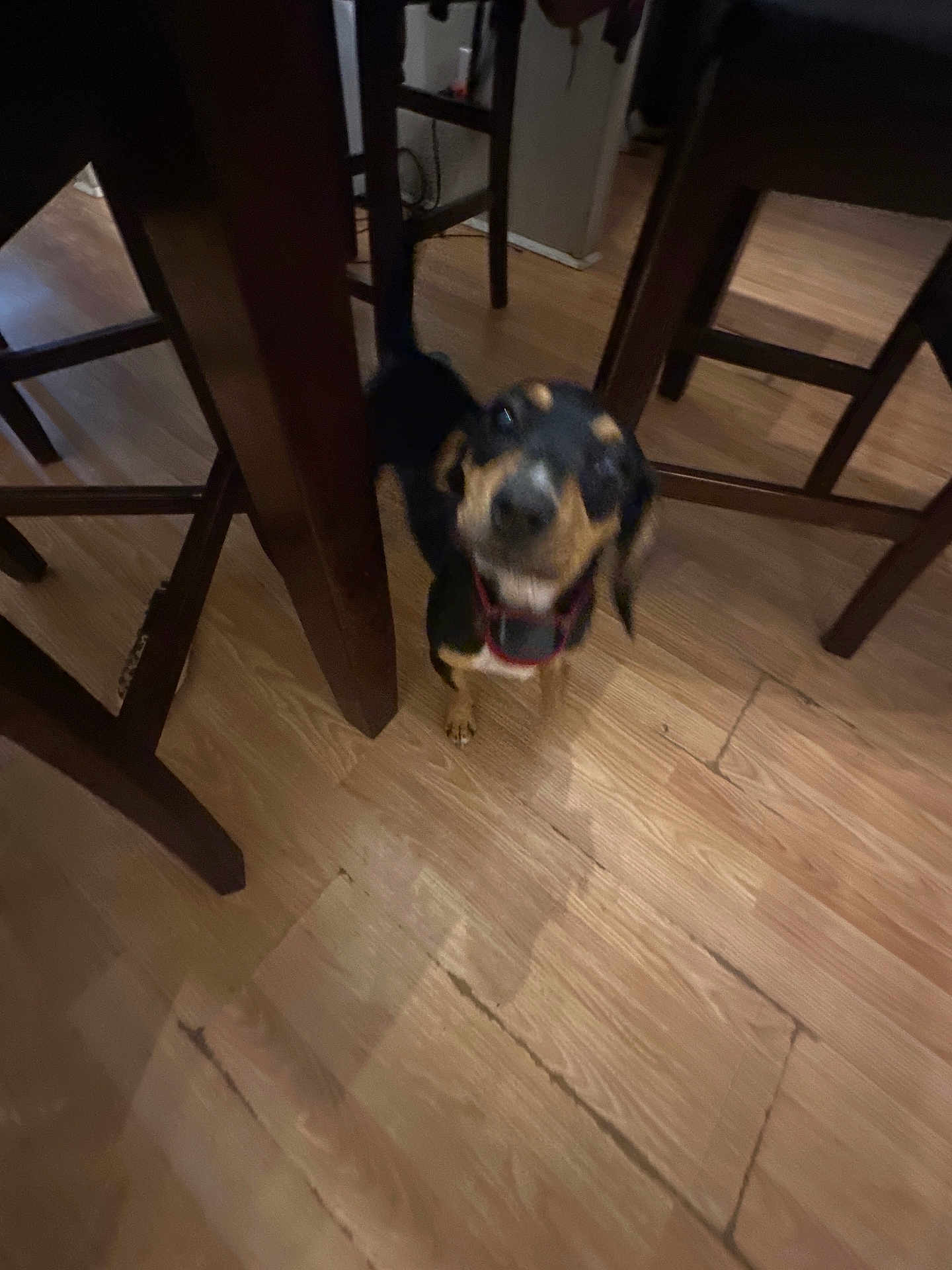 Peaches joined the competition — help win amazing prizes! dog, puppy, black, tan, wood_floor, furniture, chair_legs, indoor, pet, blurred, small_dog, tail, flooring, wooden, domestic, canine, playful, animal, household, motion_blur