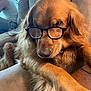 dog, golden_retriever, glasses, couch, indoor, relaxed, pet, furniture, person, casual, brown_fur, table, home, animal, companion, portrait, closeup, mammal, seated, living_room