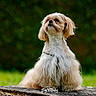 dog, outdoor, greenery, fluffy, pet, animal, tree_trunk, nature, small_dog, fur, bow, cute, portrait, sitting, canine, looking_up, grass, park, companion, adorable
