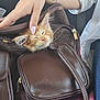 Noah a rejoint le concours — aidez-le/la à gagner de superbes lots ! kitten, cat, hand, bag, brown_bag, nap, pet, feline, cute, orange_cat, fur, cozy, relaxed, indoor, person, manicure, clothing, zipper, texture, comfort