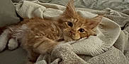 Noah participe au concours pour gagner de l'argent avec cette photo : kitten, cat, orange_cat, blanket, couch, hand, nails, pink_nails, furniture, indoor, cozy, relaxing, pet, fur, soft_texture, domestic, resting, cute, small_animal, home