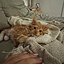 blanket, cat, couch, cozy, cute, domestic, fur, furniture, hand, home, indoor, kitten, nails, orange_cat, pet, pink_nails, relaxing, resting, small_animal, soft_texture