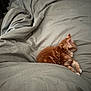 Noah participe au concours pour gagner de l'argent avec cette photo : kitten, cat, pet, sleeping, bed, blanket, fur, orange_cat, indoor, cozy, resting, cute, animal, feline, domestic, soft, comfort, quiet, relaxation, home