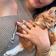 Noah participe au concours pour gagner de l'argent avec cette photo : kitten, cat, person, hand, furry, leash, jewelry, rings, bracelet, nails, knitted_top, close_up, outdoor, orange_cat, white_paw, cute, pet, holding, soft_light, curious